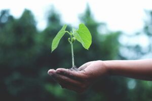 Hand holding a small seedling