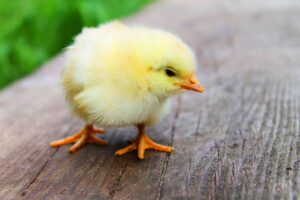 Baby chick standing on a wooden surface