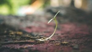 Small seedling sprouting from the ground